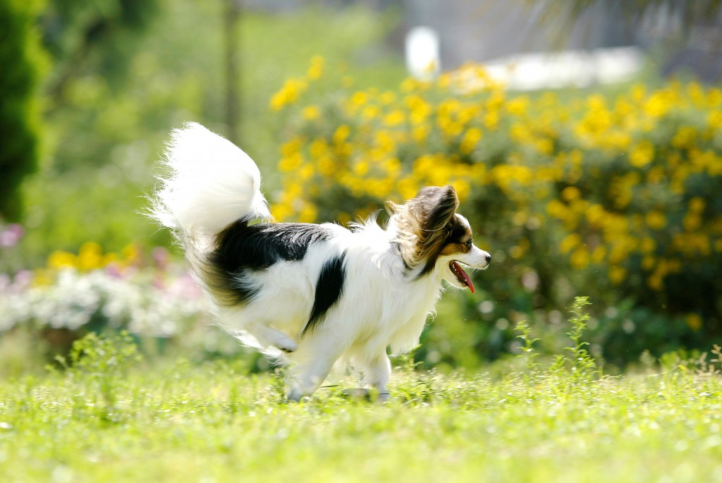 犬瞬間写真撮影