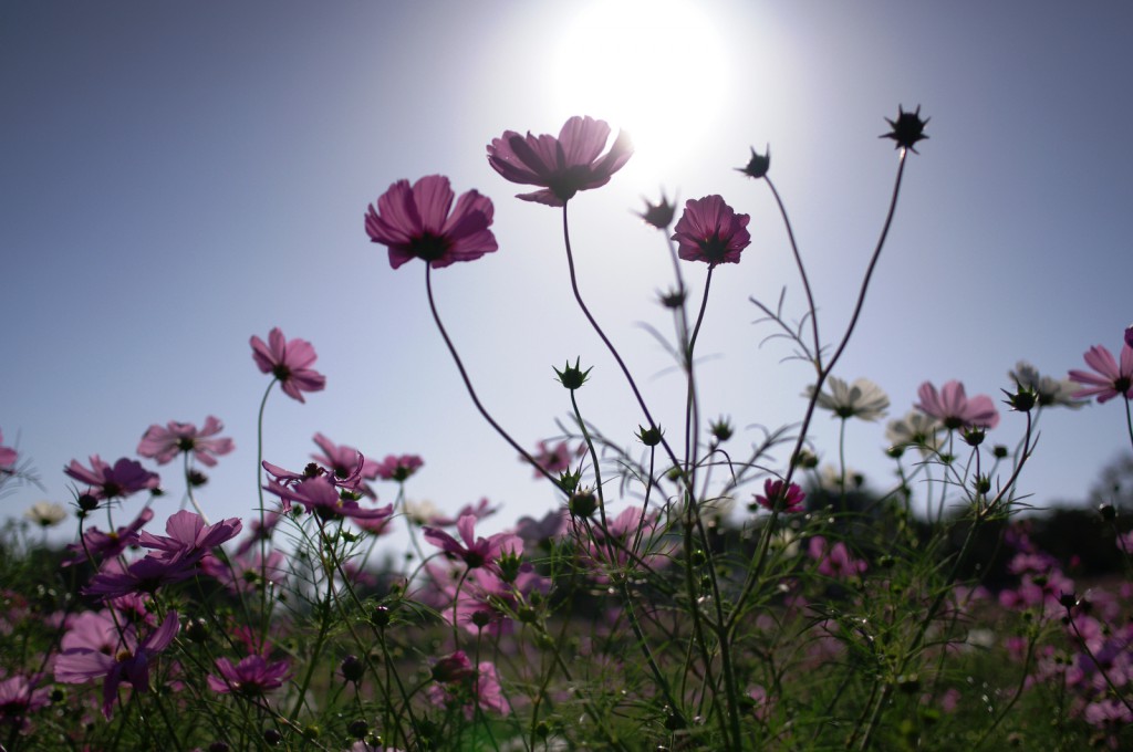 花写真