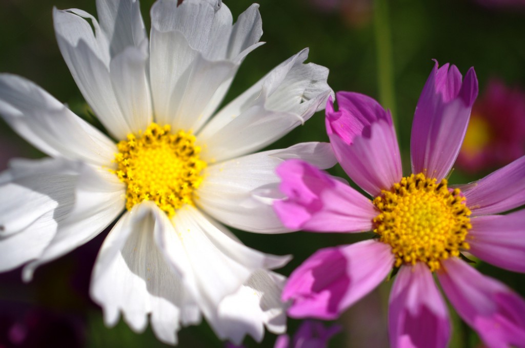 眼で見るより綺麗 一眼レフカメラで花を写真撮影する3つのコツと5つのヒント 一眼レフカメラ 写真初心者のカメラブログ