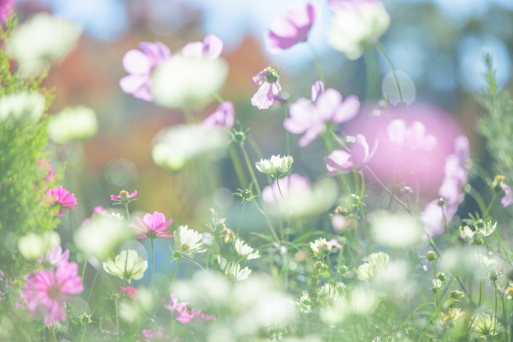 花写真