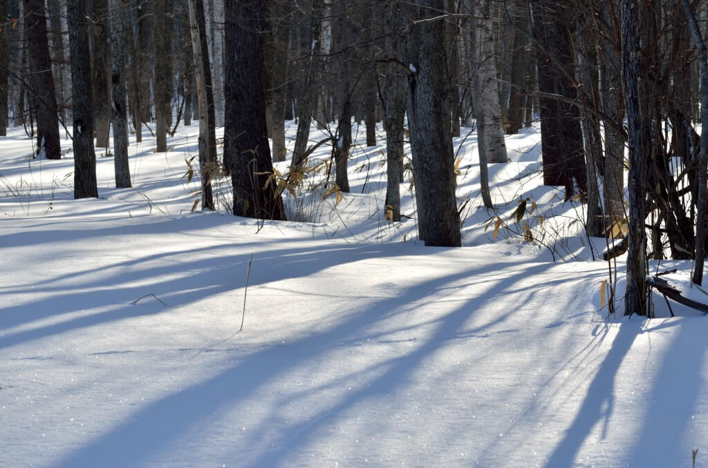 冬も終盤。裏山散策して樹氷を撮影しました。