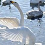 北海道網走市涛沸湖で白鳥