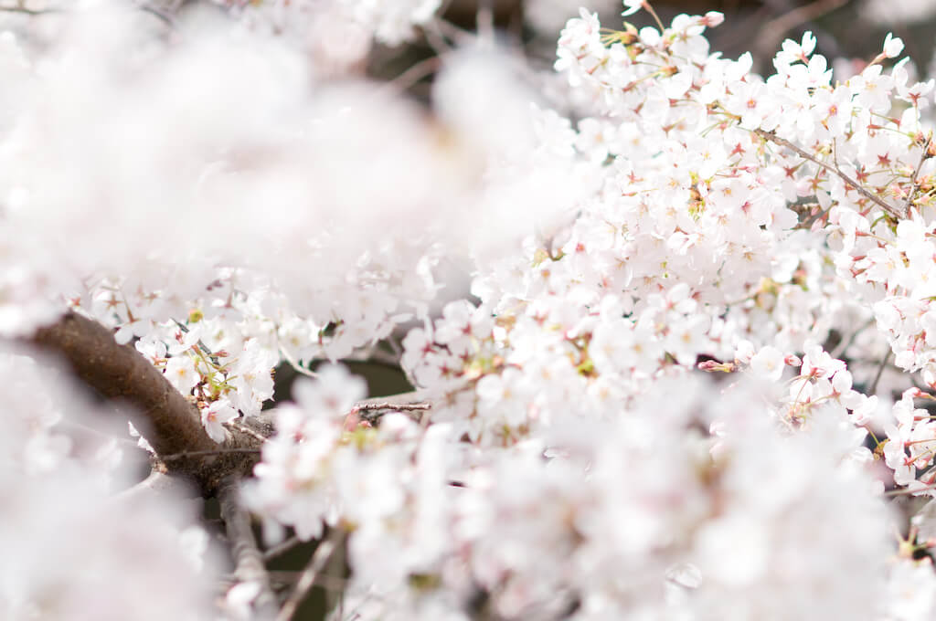 桜の撮影方法。綺麗に桜を撮影するレンズ・設定・構図のポイント
