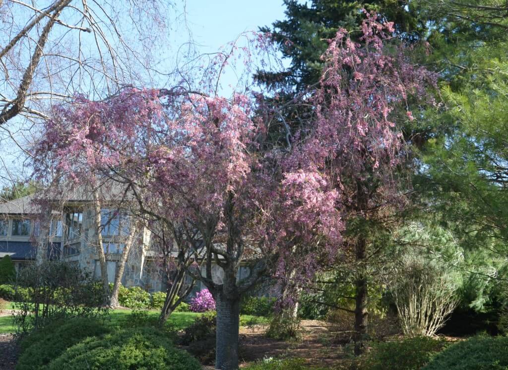 桜の撮影方法。綺麗に桜を撮影するレンズ・設定・構図のポイント