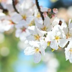 桜の撮影方法。レンズ・設定・構図での桜を綺麗に撮影するポイント！