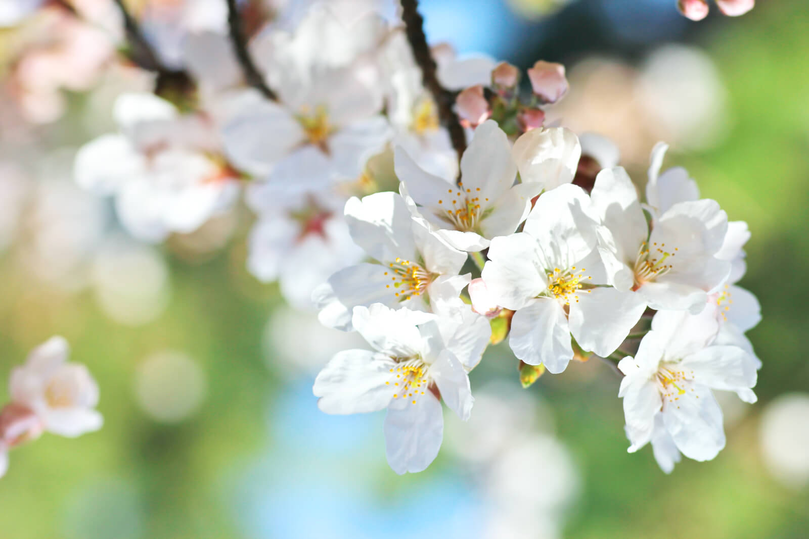 桜の撮影方法 レンズ 設定 構図での桜を綺麗に撮影するポイント 一眼レフカメラ 写真初心者のカメラブログ